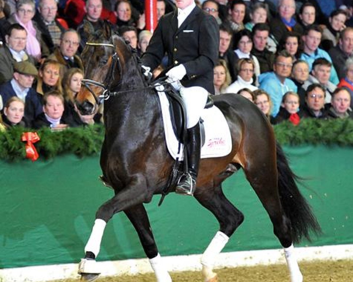Deckhengst Benaggio (Hannoveraner, 2008, von Benvenuto)