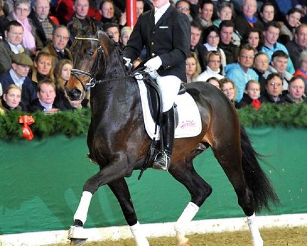 stallion Benaggio (Hanoverian, 2008, from Benvenuto)