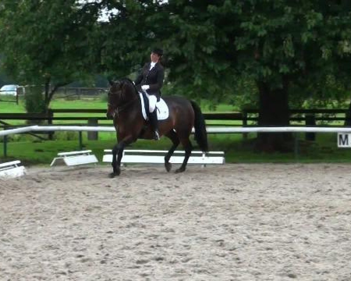 dressage horse Hofrat's Herkules (Hanoverian, 2003, from Hofrat)