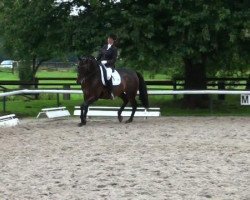 dressage horse Hofrat's Herkules (Hanoverian, 2003, from Hofrat)