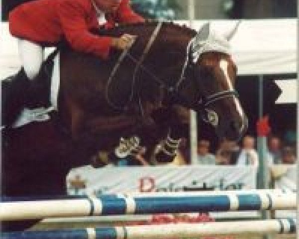 stallion Alpha D (Hanoverian, 1983, from Alexis Z)