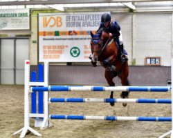 Springpferd Reichsgraf-Drum van het Juxschot (Belgisches Reitpony, 2013, von Kantje's Fahran)