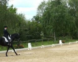 dressage horse Ronja M 7 (Oldenburg, 2002, from Relevant)