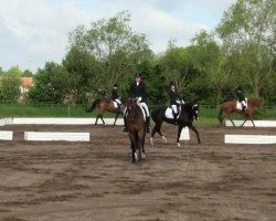 dressage horse Fiano S (Hanoverian, 2005, from Farewell III)