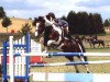 stallion Nimbus Ass (Pinto / Hunter, 1991, from Nekoma)