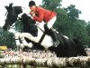 stallion Nekoma (Pinto / Hunter, 1981, from Ico)