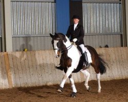 stallion Irco Pino H (German Sport Horse, 1992, from Ico)