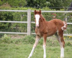 Pferd Double diamant de magico (Belgisches Warmblut, 2022, von Pavlov)