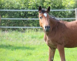 Springpferd Cyclone by Magico (Belgisches Warmblut, 2021, von Cyklon Texass)