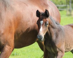 Springpferd Chabéli di Magico (Belgisches Warmblut, 2021, von Goliath van de Groenweg)