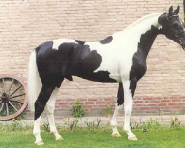 stallion Ico Sun (Hanoverian, 1987, from Ico)