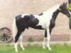 stallion Ico Sun (Hanoverian, 1987, from Ico)