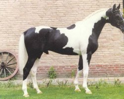 stallion Ico Sun (Hanoverian, 1987, from Ico)