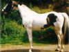 stallion Ico (Dutch Warmblood, 1967, from Marco Polo)