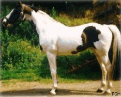 stallion Ico (KWPN (Royal Dutch Sporthorse), 1967, from Marco Polo)