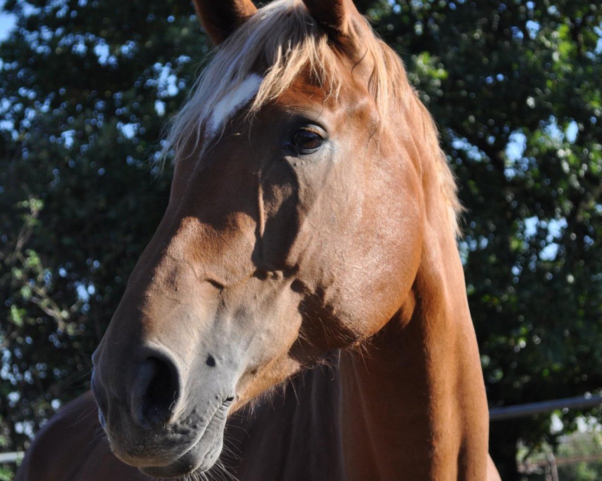 jumper Extra Blond PJ (Hanoverian, 2004, from Embassy I)