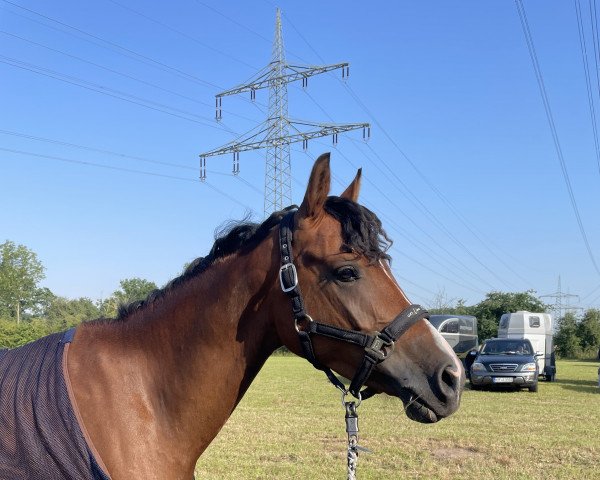 dressage horse Philou 29 (German Riding Pony, 2018, from Picolo)