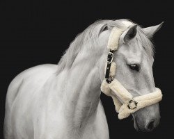 jumper La Belle de Nuit (German Sport Horse, 2012, from Cero)