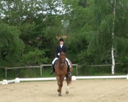 dressage horse Dark Dan (Hanoverian, 2006, from Desperados FRH)