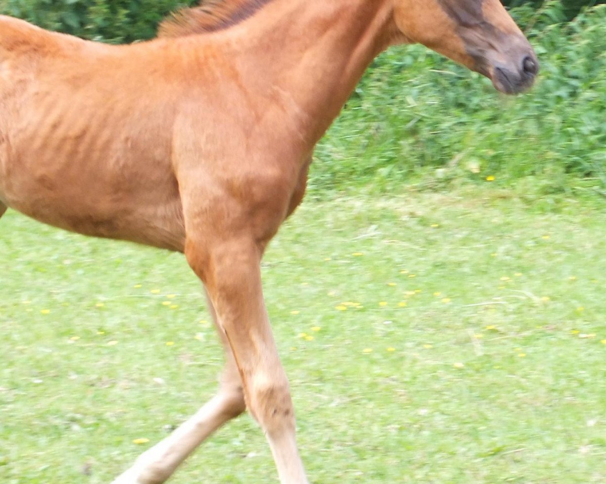 dressage horse Jeronimos (Westphalian, 2012, from Jazzmate)