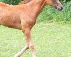 dressage horse Jeronimos (Westphalian, 2012, from Jazzmate)