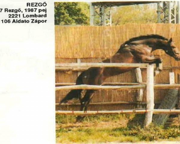 stallion Rezgö (Hungarian Warmblood, 1987, from Lombard)