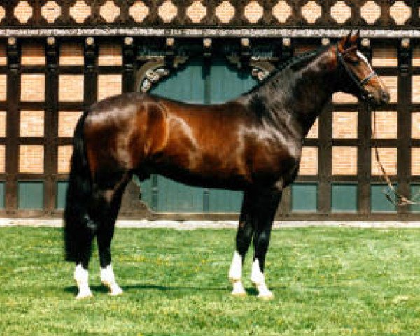 stallion Corlando (Holsteiner, 1985, from Calypso II)