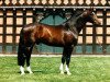 horse Corlando (Holsteiner, 1985, from Calypso II)
