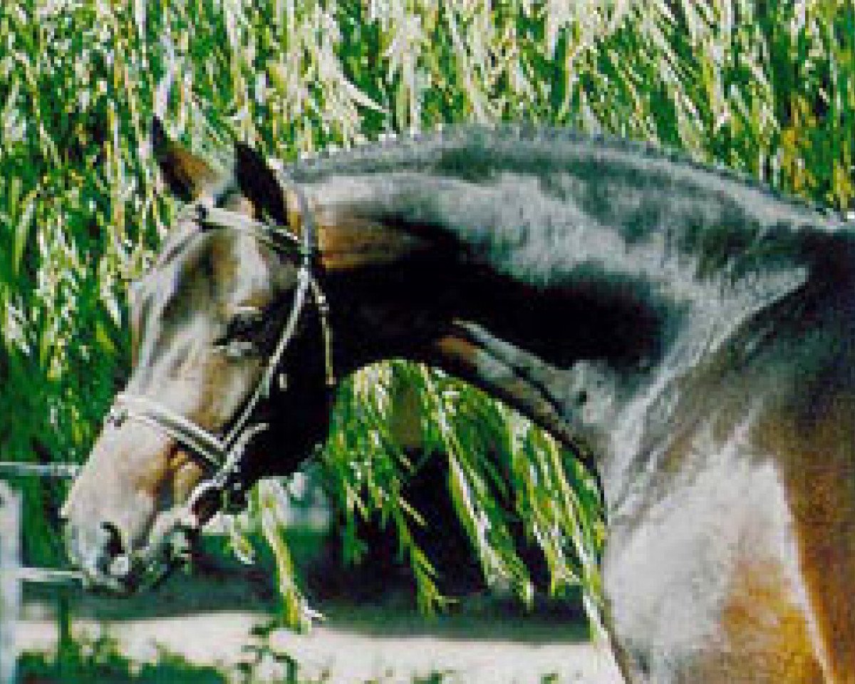 Deckhengst Sommerhit (Brandenburger, 1997, von Sandro Hit)