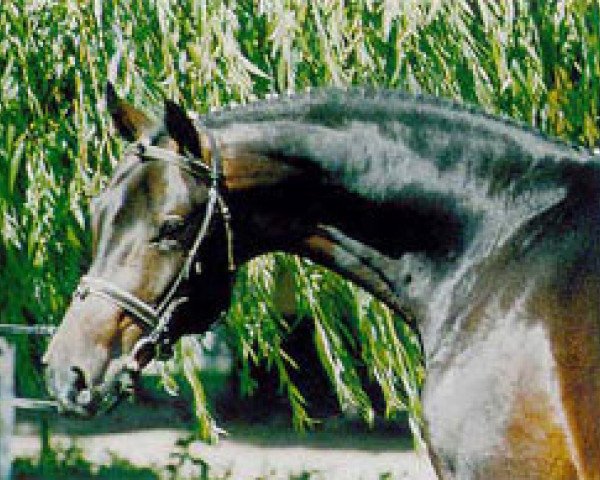 stallion Sommerhit (Brandenburg, 1997, from Sandro Hit)
