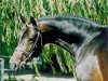 stallion Sommerhit (Brandenburg, 1997, from Sandro Hit)