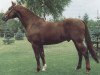 stallion Acalwahn (Holsteiner, 1984, from Ahorn Z)