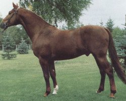 stallion Acalwahn (Holsteiner, 1984, from Ahorn Z)