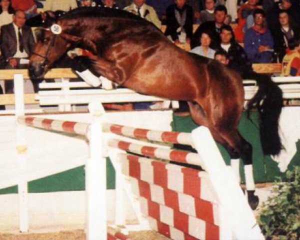 stallion Lanero NRW (Rhinelander, 1994, from Lehnsherr GL)