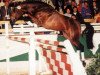 stallion Lanero NRW (Rhinelander, 1994, from Lehnsherr GL)