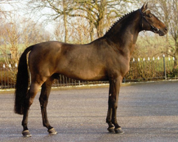 stallion Indoctro (Holsteiner, 1990, from Capitol I)