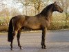 stallion Indoctro (Holsteiner, 1990, from Capitol I)