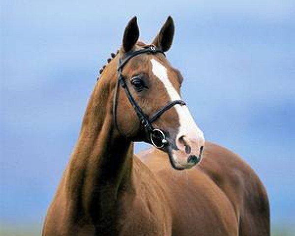 stallion Alexis Z (Hanoverian, 1977, from Almé)