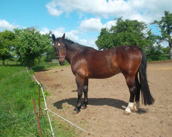 horse Clinton (Heavy Warmblood, 2003, from Celtis)