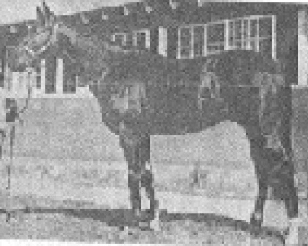 horse Relic xx (Thoroughbred, 1945, from War Relic xx)