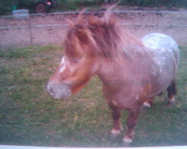 Dressurpferd Gucci (Pony ohne Rassebezeichnung, 2003)