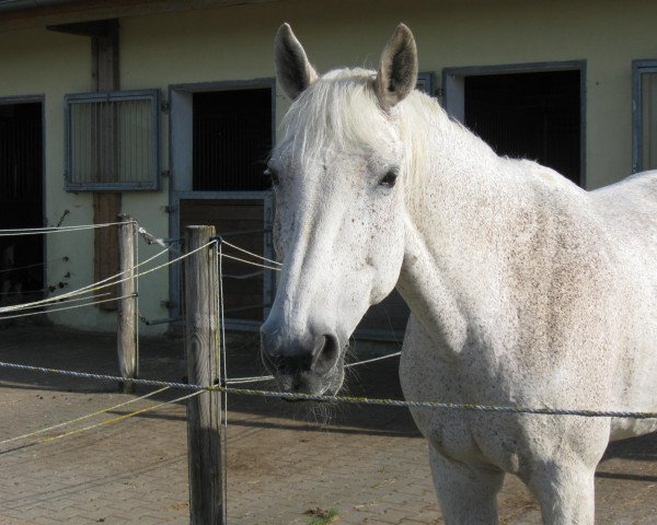 horse Poesie (Oldenburg, 1994, from Ritual)