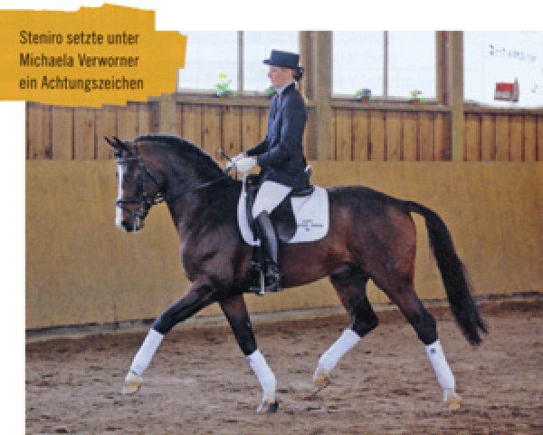 dressage horse Steniro (Oldenburg, 2005, from Stedinger)