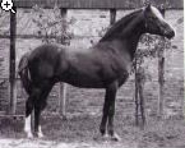 stallion Rosedale Tiberius (British Riding Pony, 1974, from Tanlan Julius Caesar)