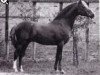 stallion Rosedale Tiberius (British Riding Pony, 1974, from Tanlan Julius Caesar)