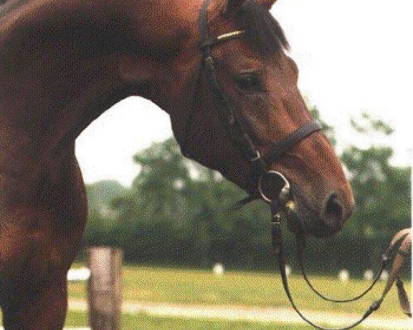stallion Bustron (Royal Warmblood Studbook of the Netherlands (KWPN), 1983, from Sultan)