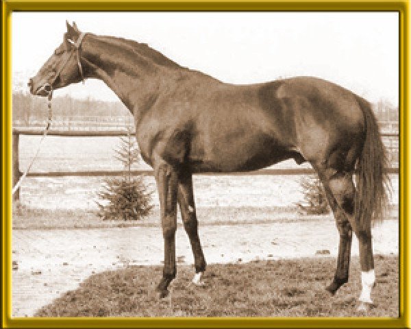horse Cardinal xx (Thoroughbred, 1964, from Off Key xx)