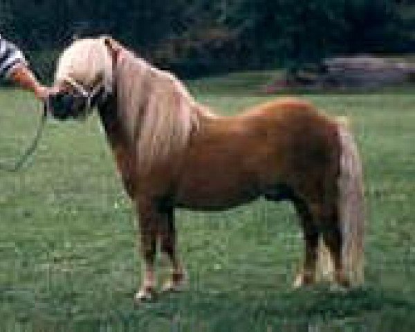stallion Parlington Pimpernell (Shetland pony (under 87 cm), 1982, from Sedgehill Pickles)