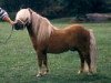 stallion Parlington Pimpernell (Shetland pony (under 87 cm), 1982, from Sedgehill Pickles)