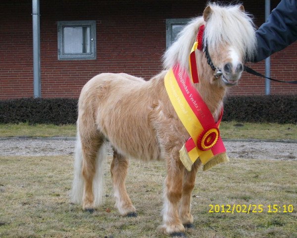 stallion Pablo vom Kreyenbrok (Shetland pony (under 87 cm), 2005, from Pico von Warfen)